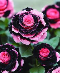 Pink Black Rose Flower Seeds for Planting Heirloom Non-GMO High Germination Organic Garden Seeds Easy Grow Blooms - Heir