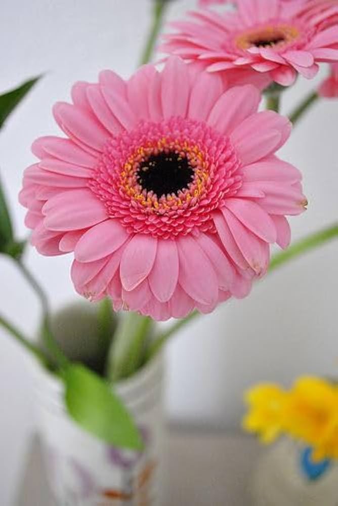 Pink Dark Daisy Flower Seeds