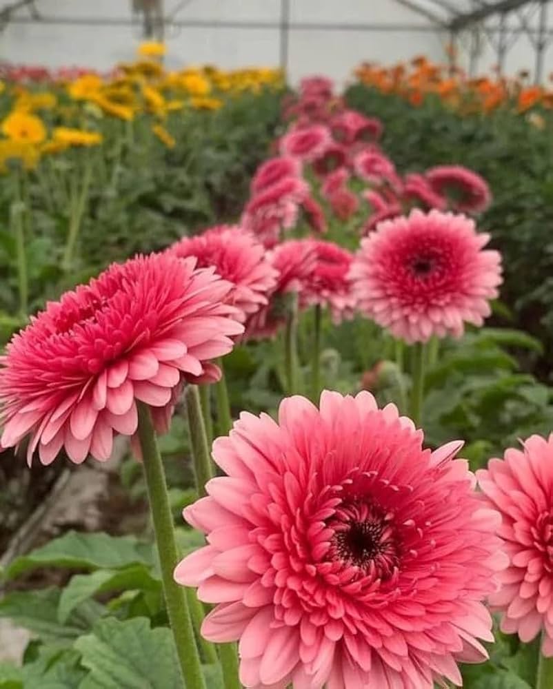 Pink Dark Daisy Flower Seeds - Heirloom Non GMO High Germination Organic Garden Seeds for