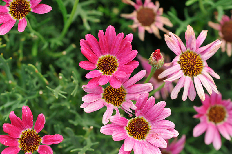 Pink Dark Daisy Flower Seeds - Heirloom Non GMO High Germination Organic Garden Seeds for