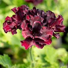 Brown Pelargonium Flower Seeds Easy Grow Blossoms Home Garden Decoration Colorful Landscape - Heirloom Non GMO High