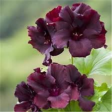 Brown Pelargonium Flower Seeds