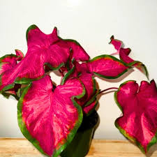 Pink Caladium Bicolor Flower Seeds Heirloom Non-GMO High Germination Organic Garden Seeds - Heirloom Non GMO High