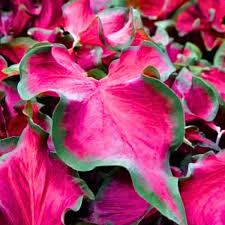 Pink Caladium Bicolor Flower Seeds