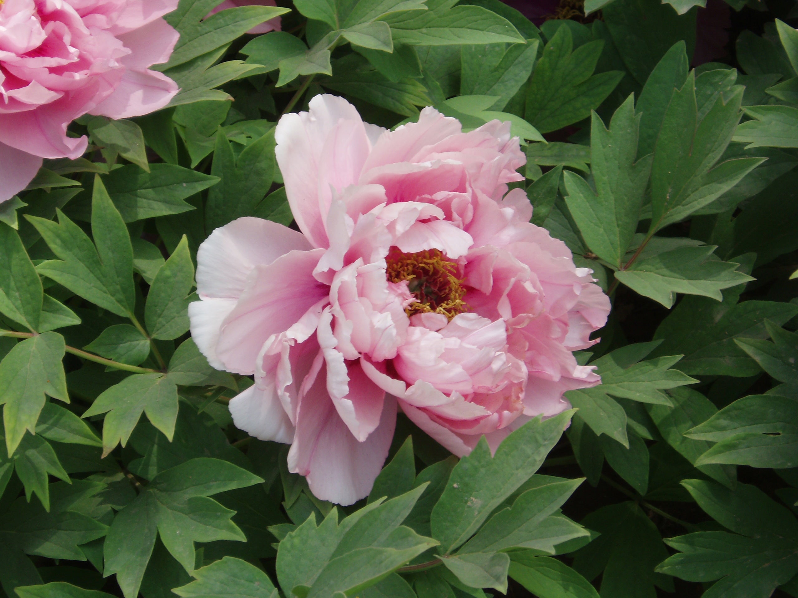 Paeonia Flower Seeds – Exotic Flowering Plants for Vibrant Garden Beauty