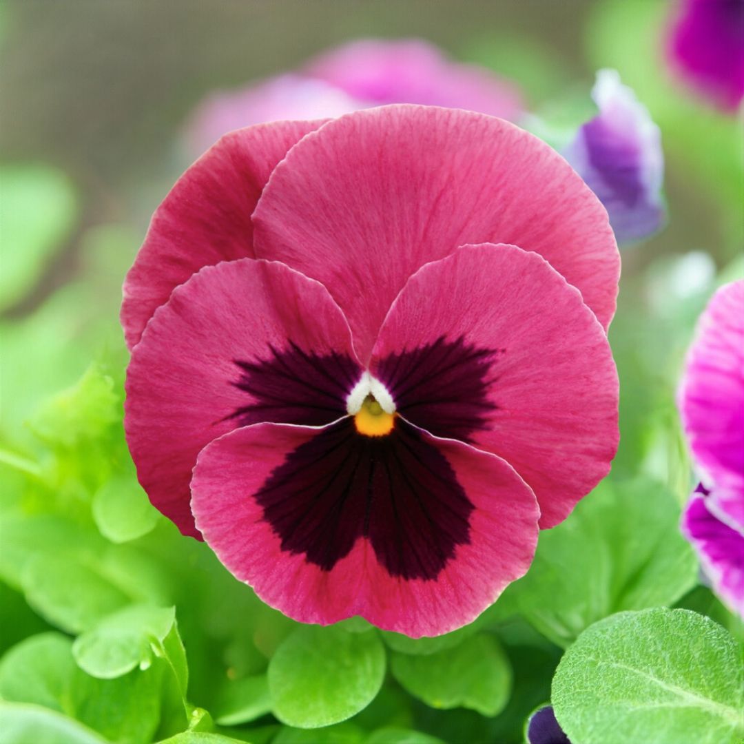 Pink Pansy Flower Seeds - Heirloom Non GMO High Germination Flower Seeds for Home Garden Planting