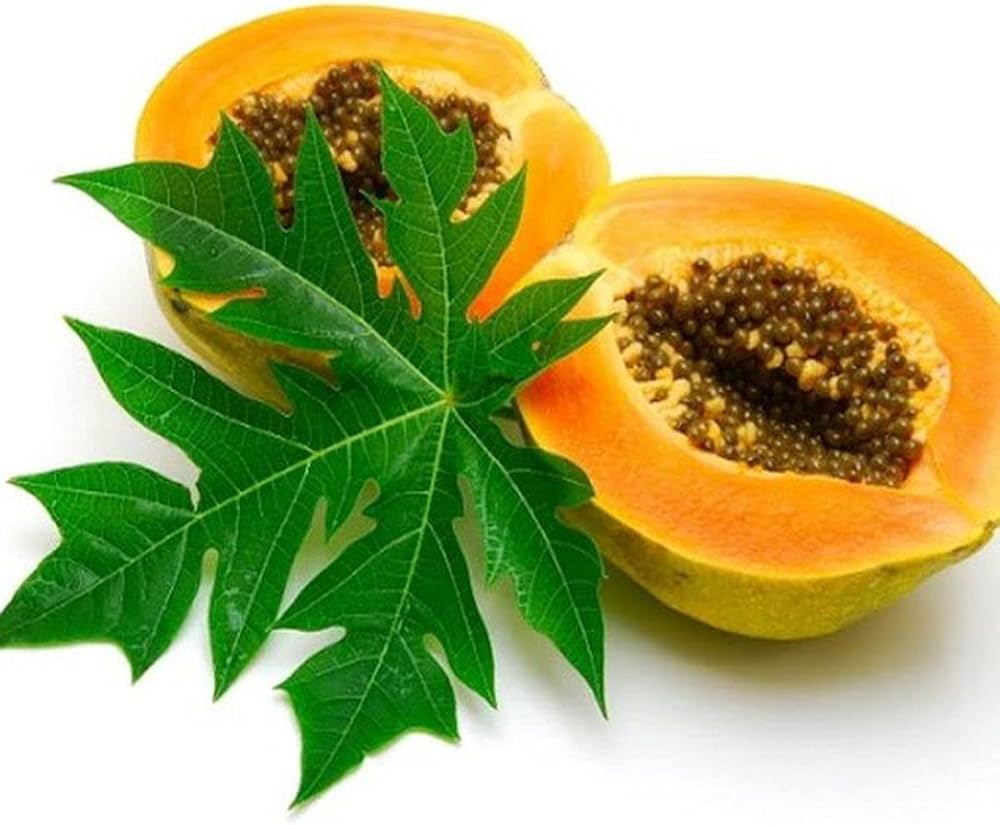 papaya f tropical garden backyard orchard Fruit