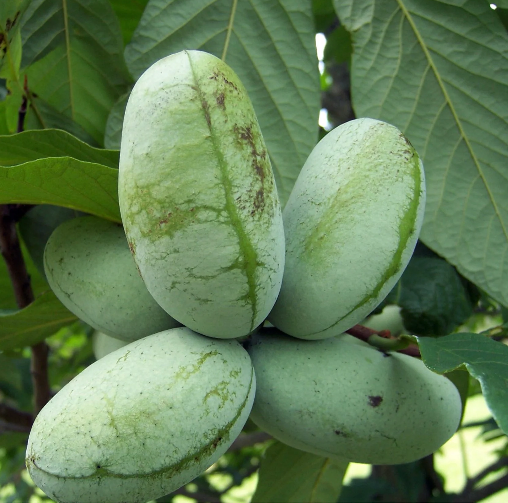 Pawpaw Fruit Home Gardening Free For Home Fruit Seeds