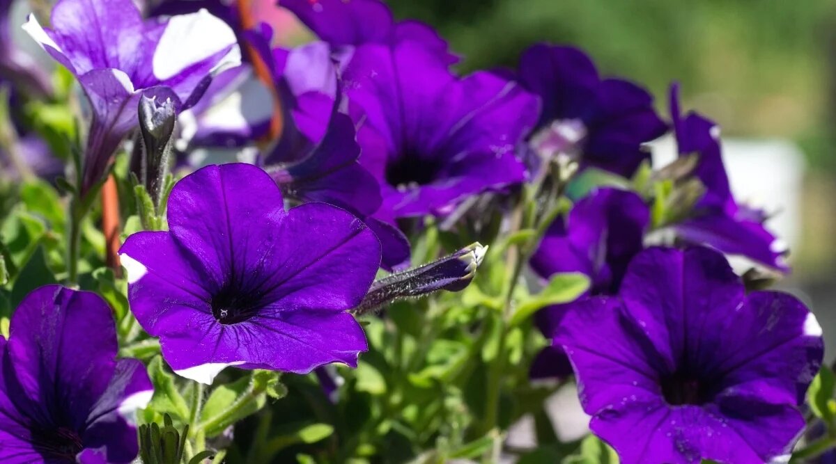 Dark Purple Petunia Flower Seeds - Heirloom Non GMO High Germination Premium Garden Seeds for Planting