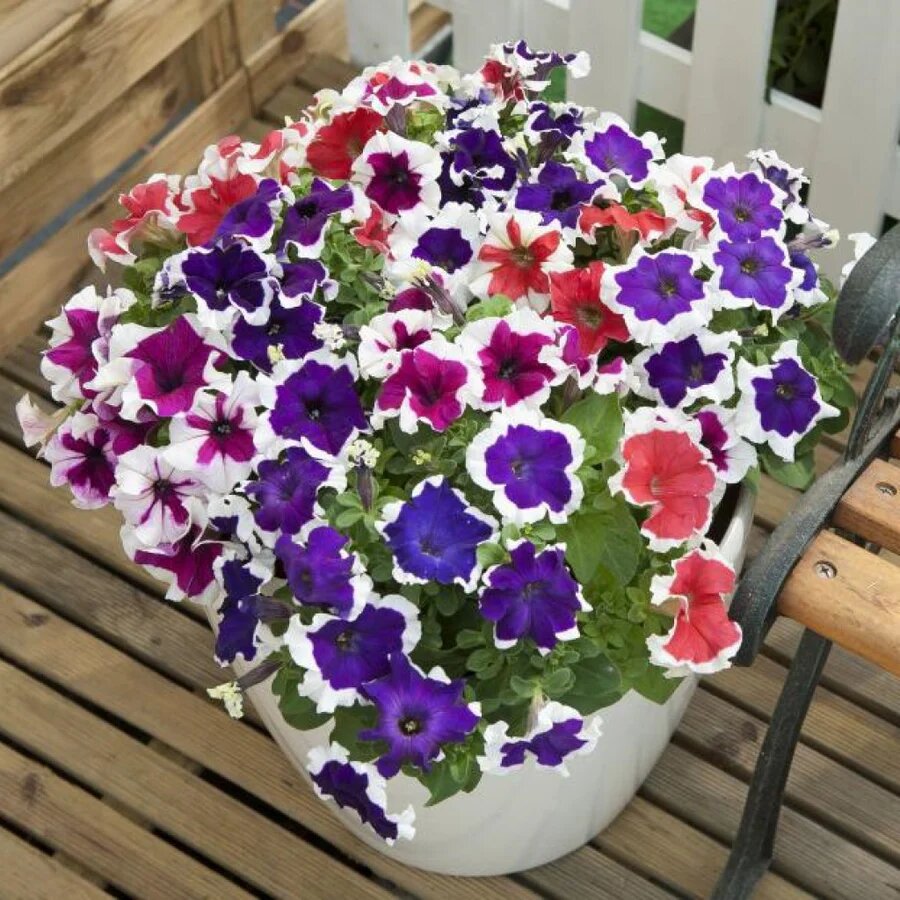 Petunia Flower Seeds Planting and Growing Exotic Flowering Plants Colorful Backyard Beauty