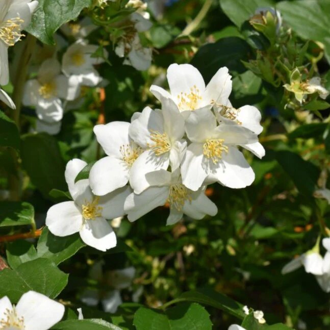White Philadelphus Flower Seeds - Heirloom Non GMO High Germination Seeds