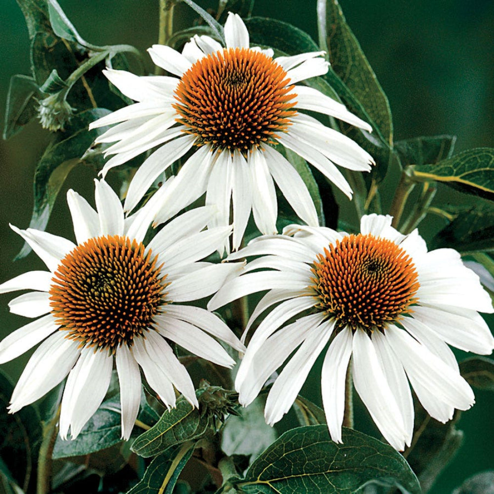 White Echinacea Swan