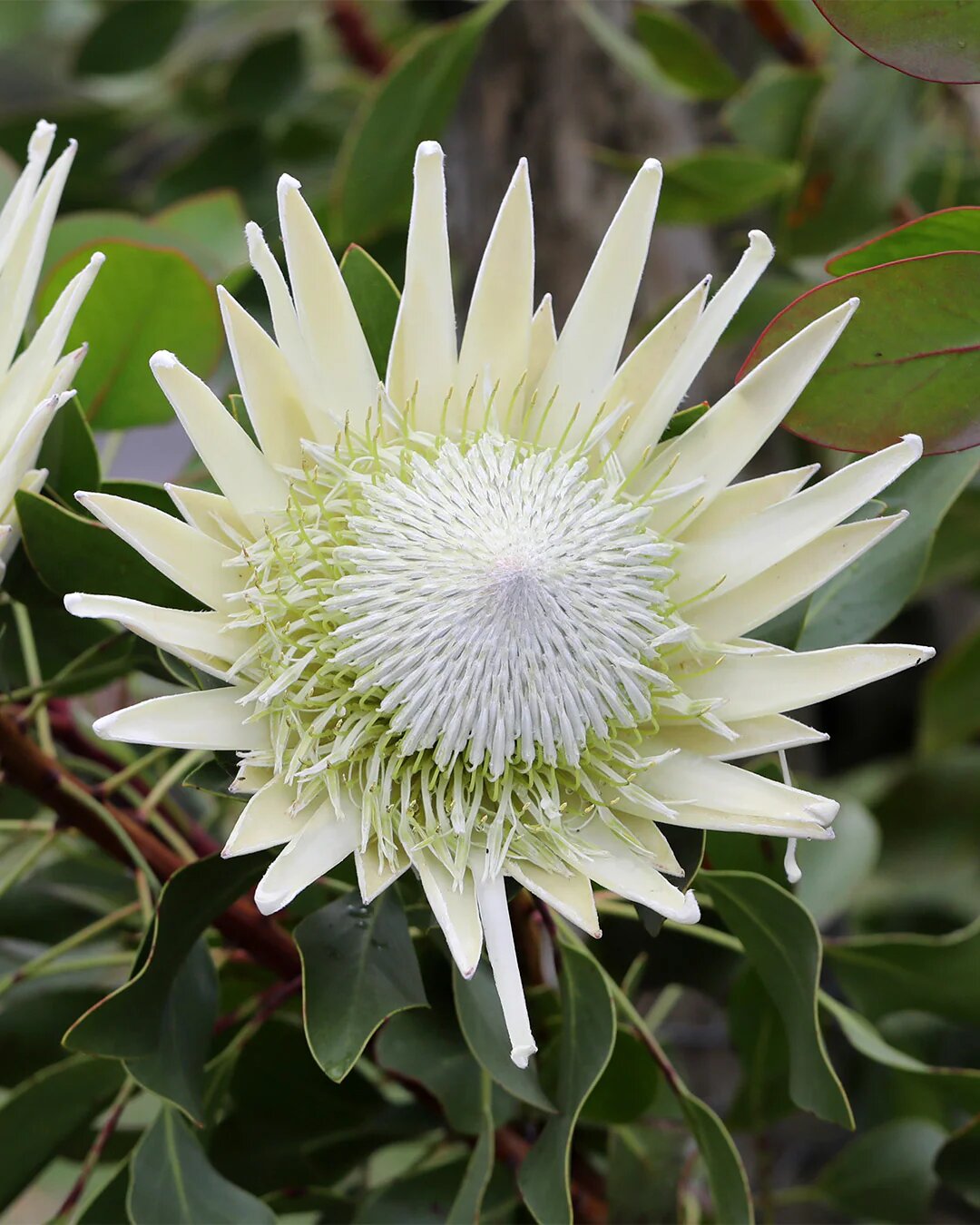 White Protea Flower Seeds