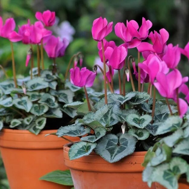 Pink Cyclamen Flower Seeds – Exotic Flowering Plants for Vibrant Backyard Beauty