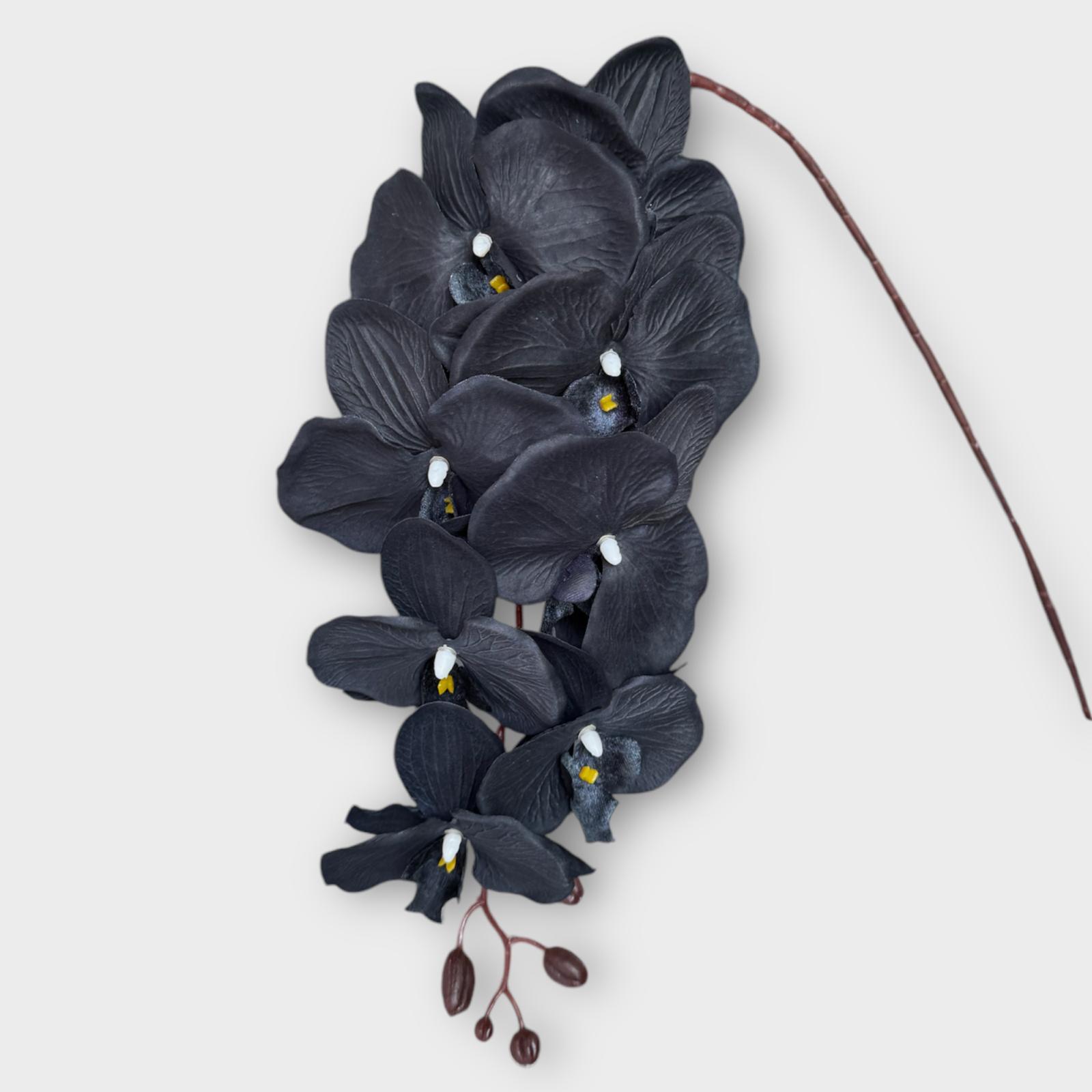 Black phalaenopsis Orchid Flower Seeds