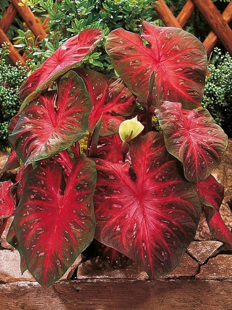 Red Caladium Bicolor Flower Seeds