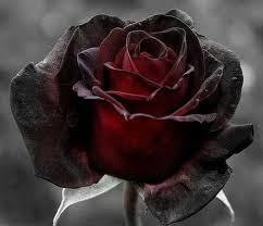 Red Black Rose Flower Seeds for Planting Heirloom Non-GMO High Germination Organic Garden Seeds - Heirloom Non GMO High
