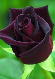 Red Black Rose Flower Seeds