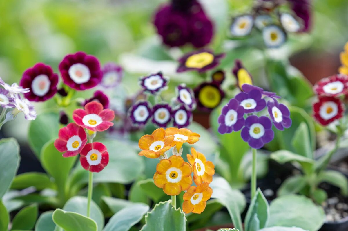 Primula Auricula Flower Seeds – Rare Blooming Plants for Balcony & Outdoor Gardens
