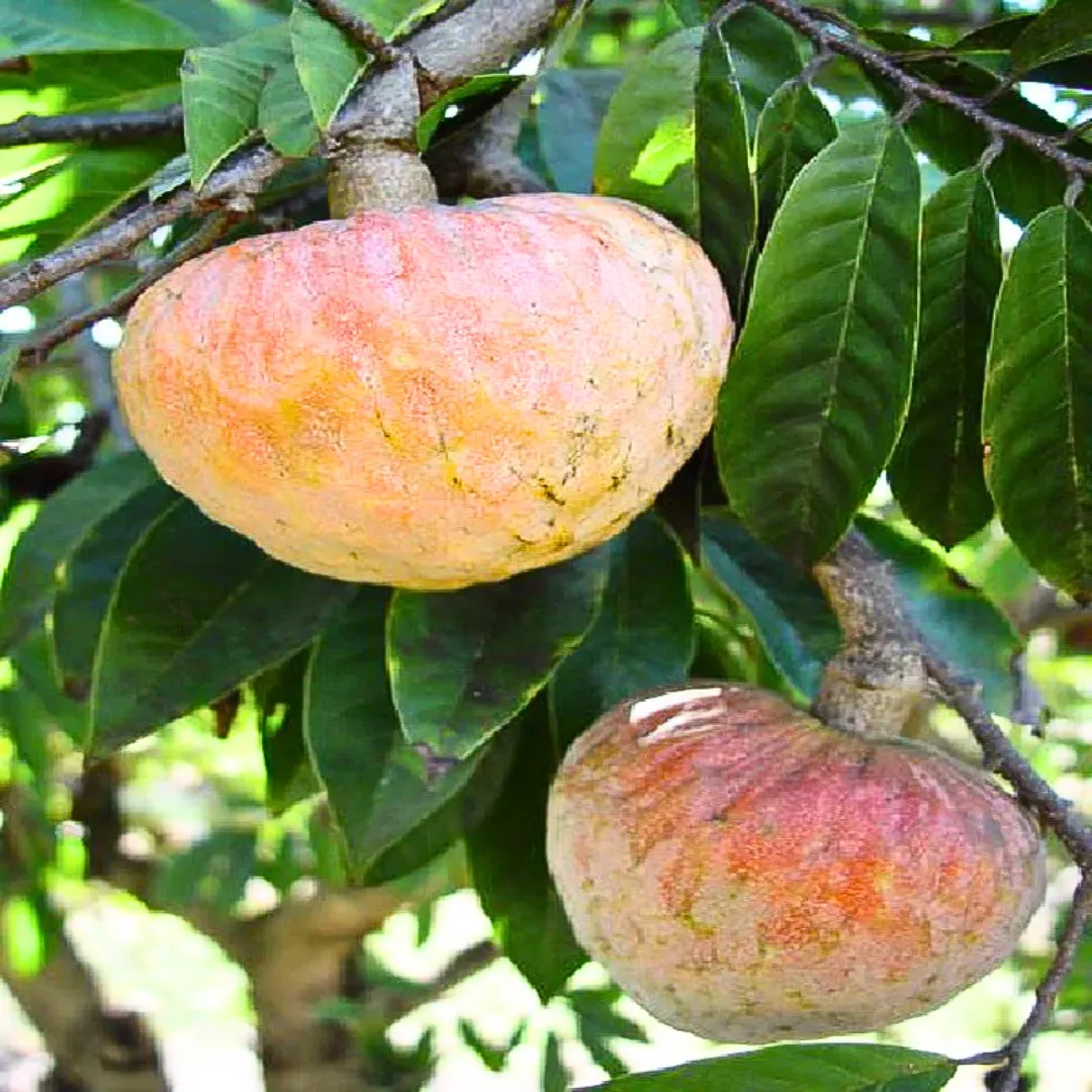 Annona Reticulata Fruit Growing Delicious And Creamy Fruits Ideal Home Fruit Seeds