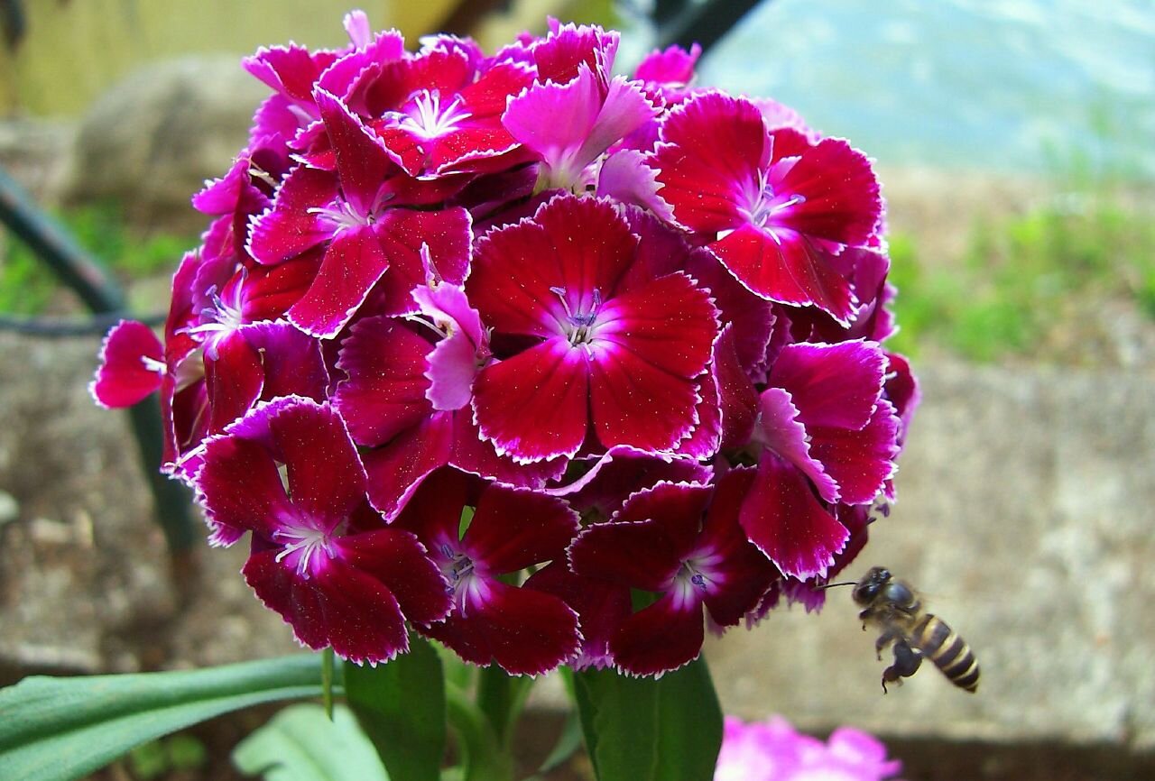 Red Violet Flower Seeds