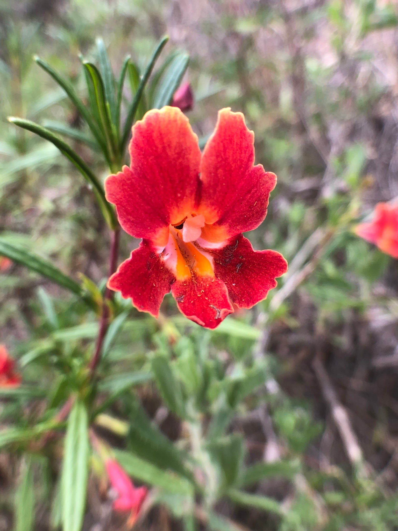 Red Mimulus Guttatus Flower Seeds – Rare Blooming Plants for Balcony & Outdoor Garden