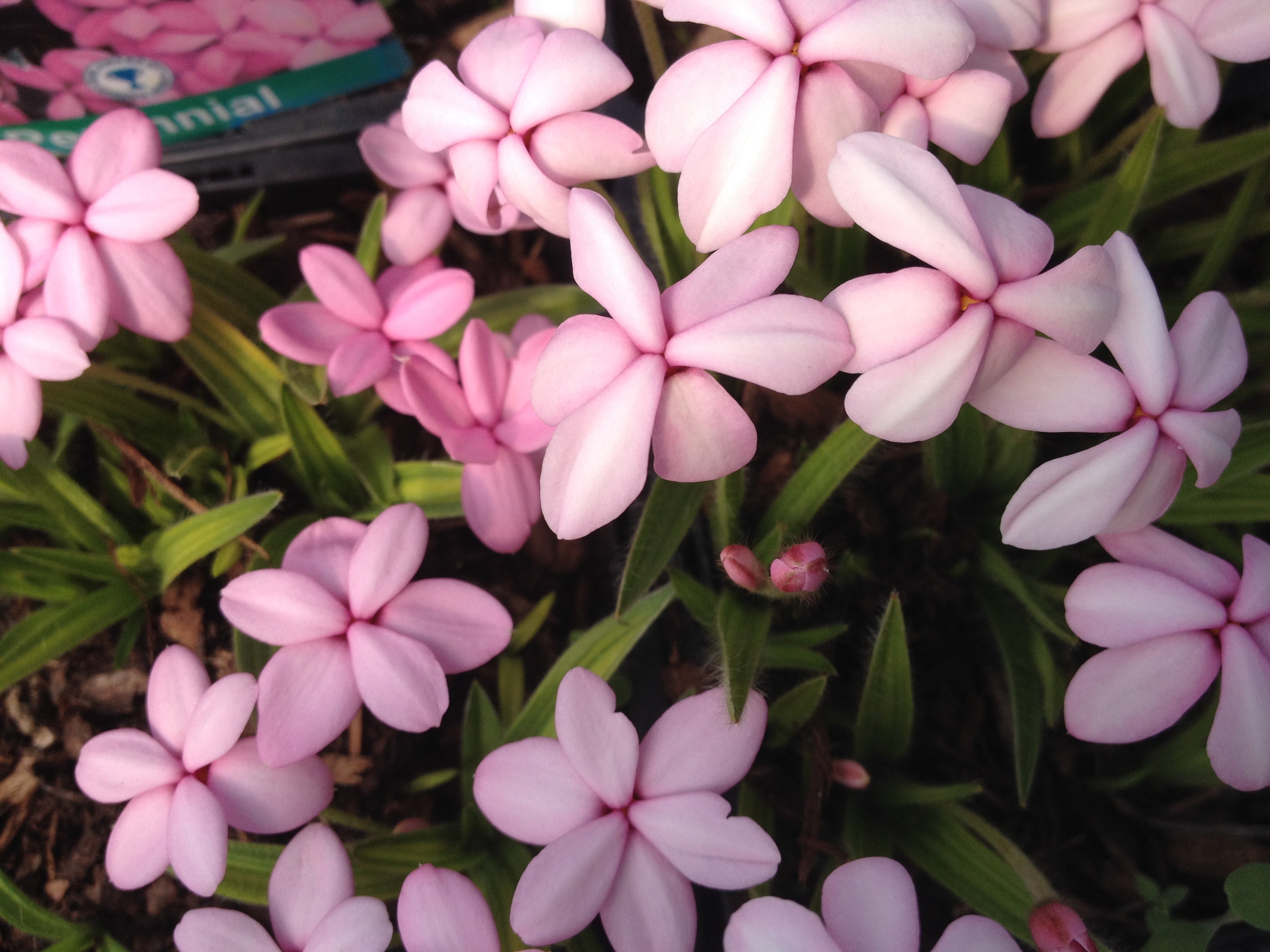 Pink Jasmine Flower Seeds