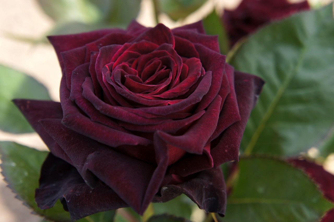 Dark Maroon Baccara Rose Flower Seeds - Heirloom Non GMO High Germination Premium Garden Seeds for Planting