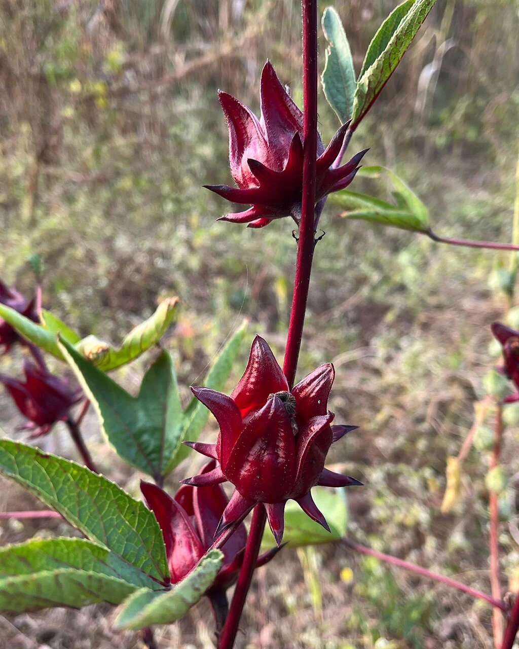 Dark Red Rosella Flower Seeds