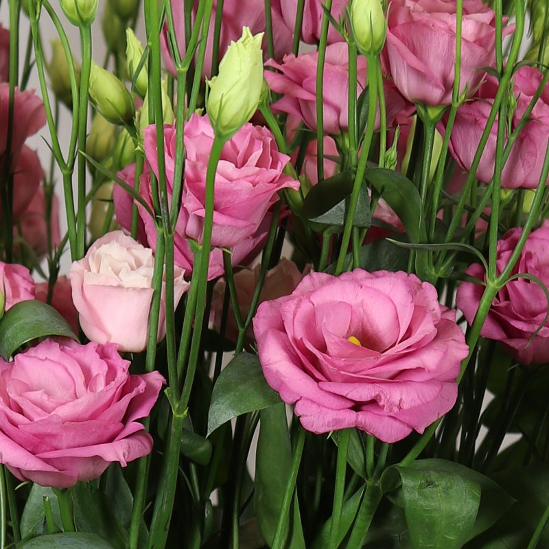 Pink Lisianthus Flower Seeds Premium Floral Seeds for Decorative Outdoor Landscapes | Seeds - Heirloom Non GMO Premium F