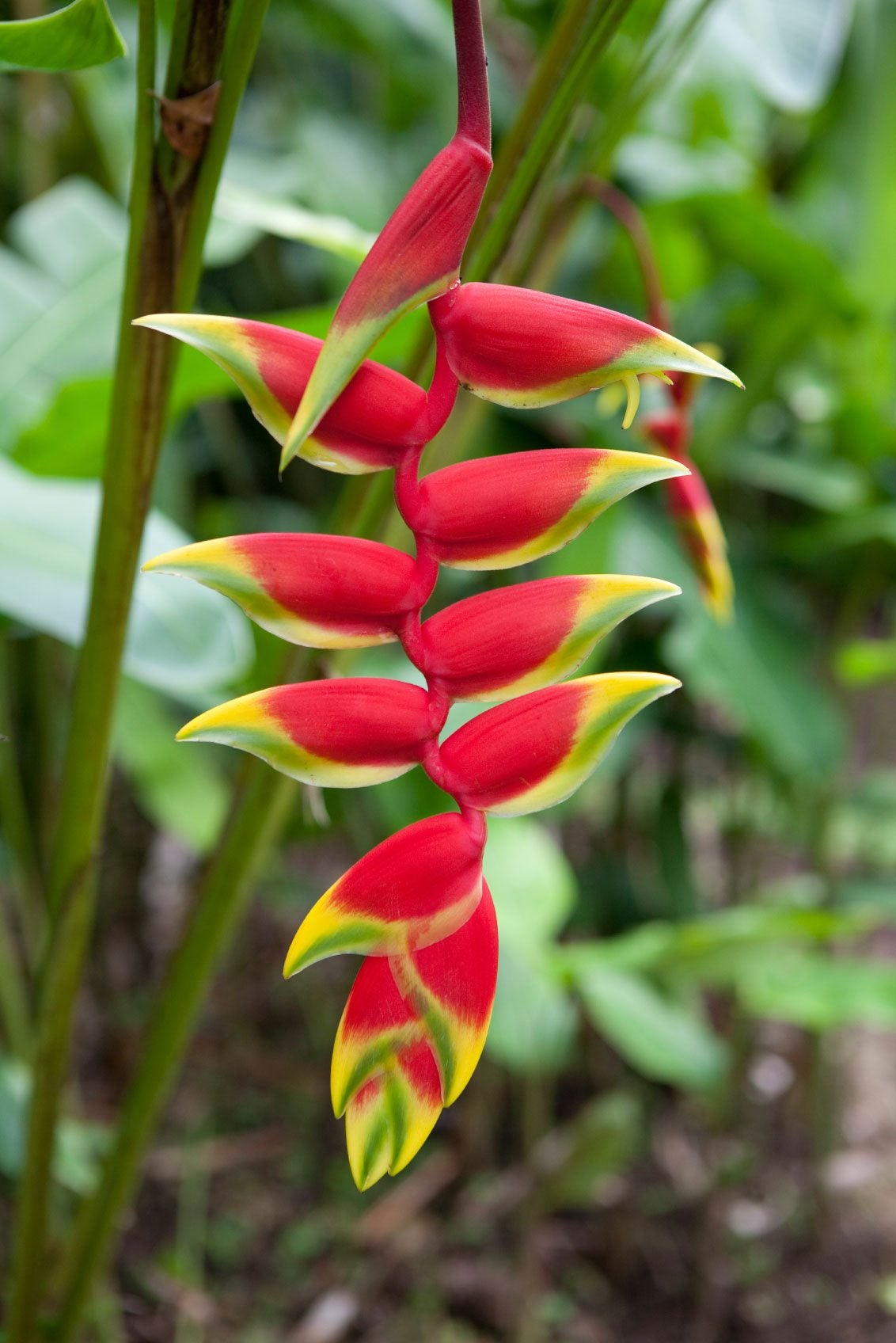 Heliconia Flower Seeds