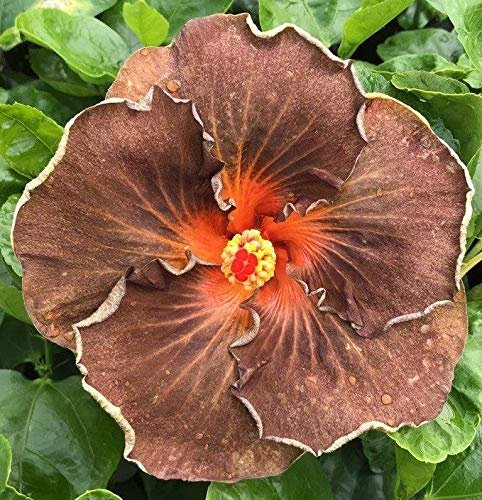 Brown Hollyhock Flower Seeds - Heirloom Non GMO Premium Garden Seeds for Planting