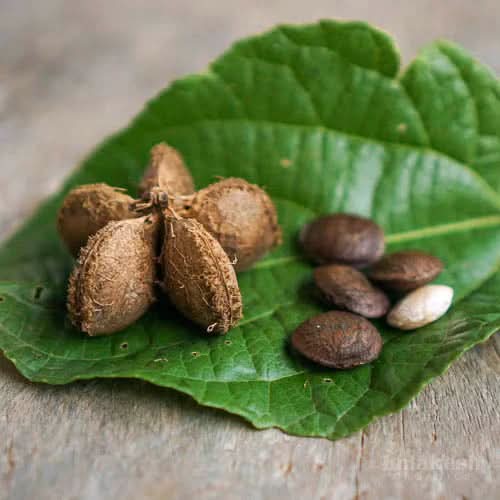 Sacha Inchi Mountain Peanut Plant Superfood For Kitchen Sowing Fruit Seeds