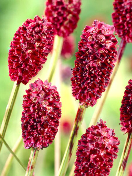 Red Burnet Sanguisorba Flower Seeds