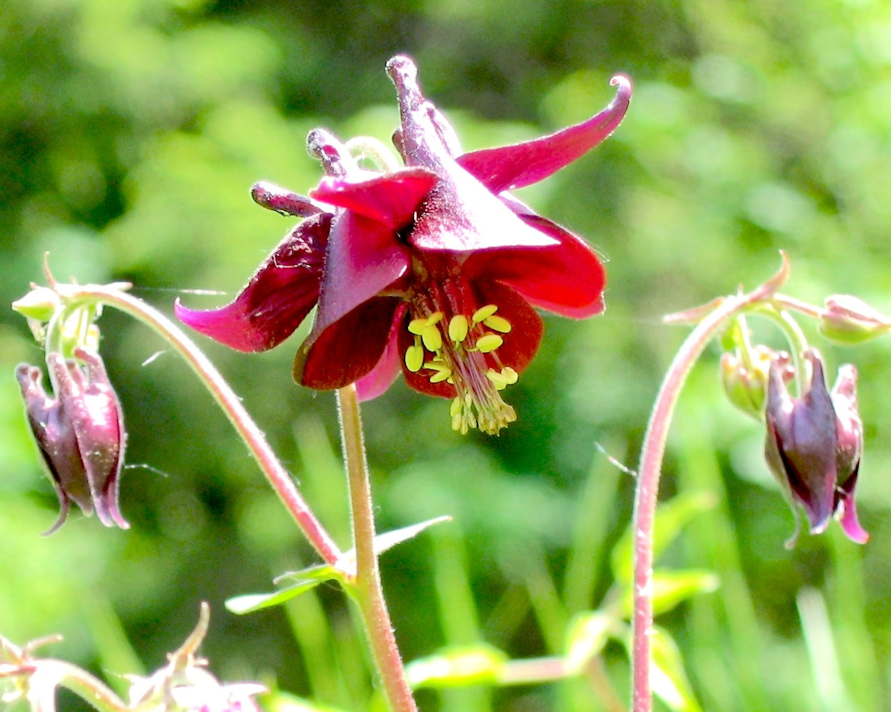 Brown Flower Seeds - Heirloom Non GMO Premium Garden Seeds for Planting