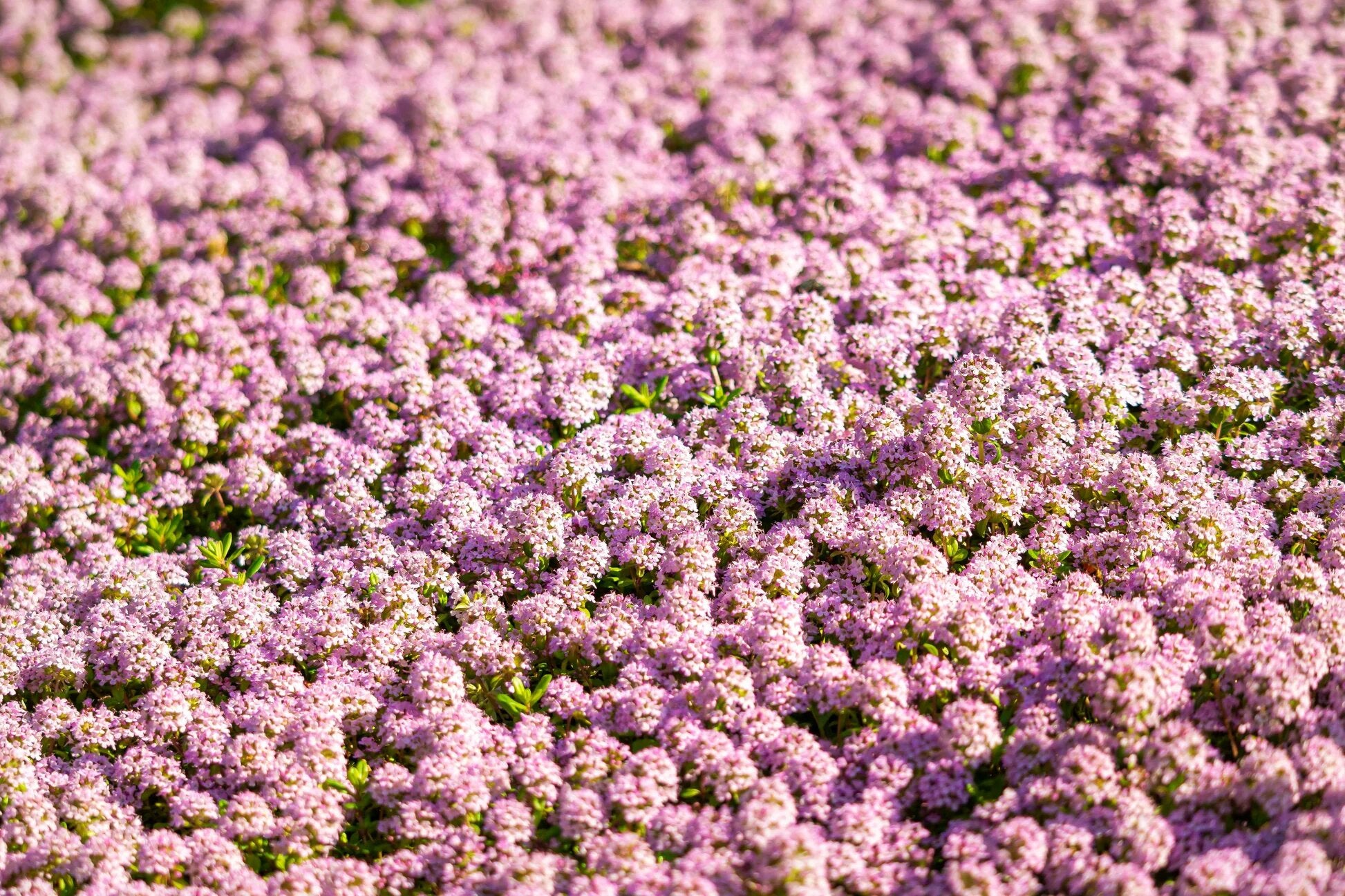 Pink Alyssum Rosie O'day Groundcover Bees Fragrant Flower Seeds