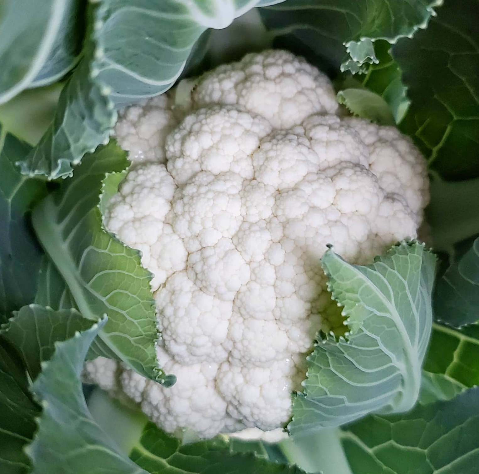 Snowball Y Cauliflower vegetable seeds for Planting Heirloom Non-GMO High Germination Organic Garden vegetable seeds Florida Grown Fresh Harvest for kitchen garden planting