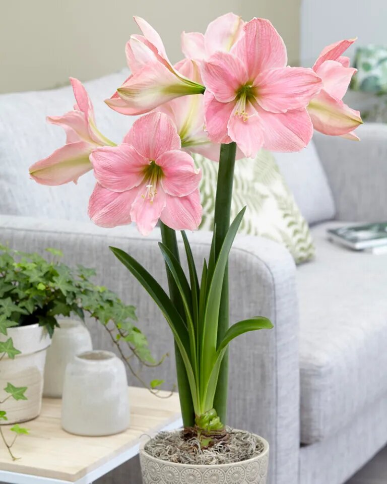 White Pink Amaryllis Flower Seeds