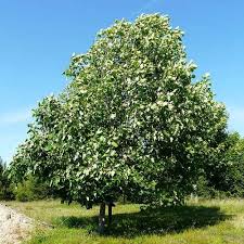 Green Liriodendron Tulipifera Tree Seeds
