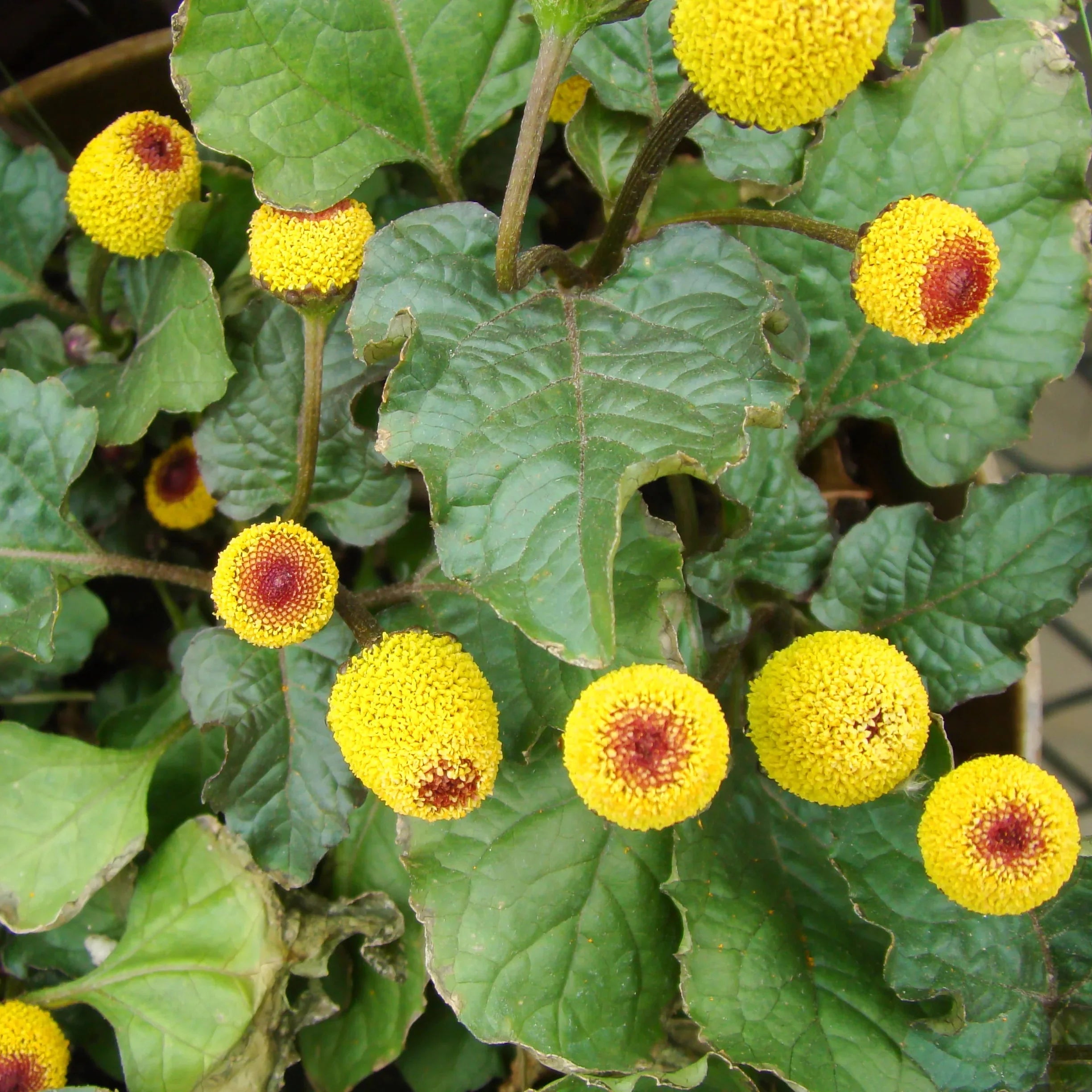 spilanthes oleracea toothache plant medicinal herb seeds