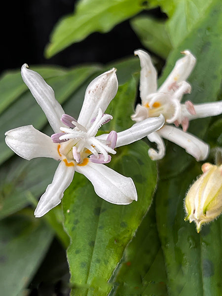 Purple White Tricyrtis Flower Seeds