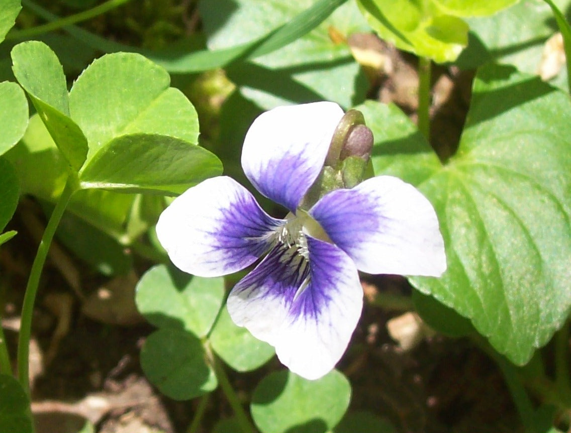 White Purple Heirloom Rare Viola Penny Blotch Pansy Colorful Garden Flowers Flower Seeds
