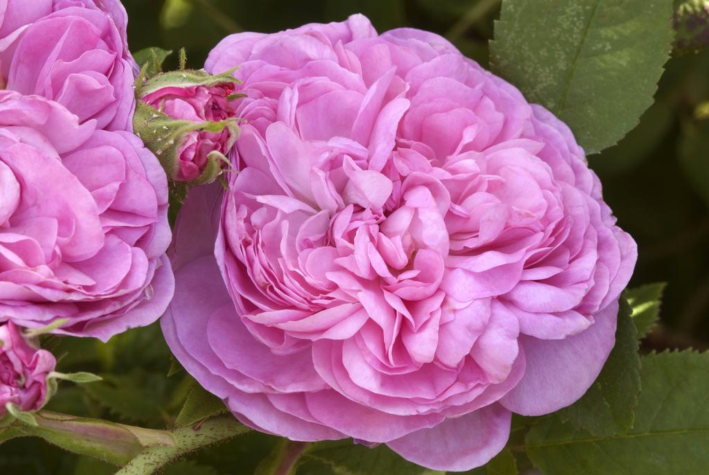 Damask Rose Flower Seeds