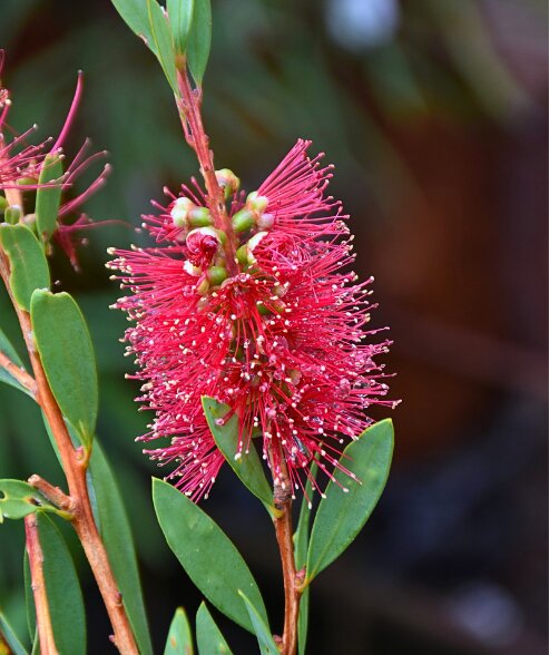Callistemon Flower Seeds