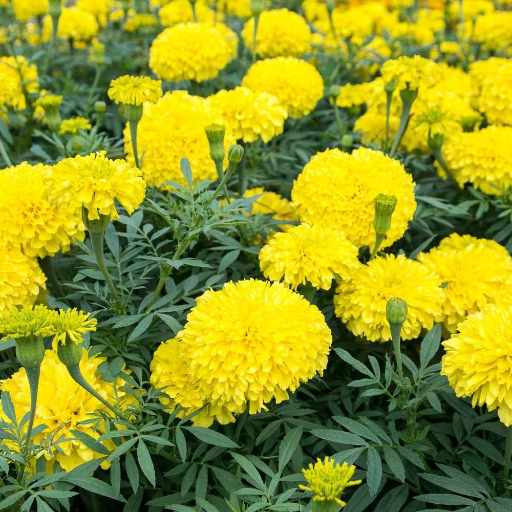 Yellow Marigold Flower Seeds Exotic Flowering Plants for Vibrant Garden Beauty for Colorful - Heirloom, Non GMO, High
