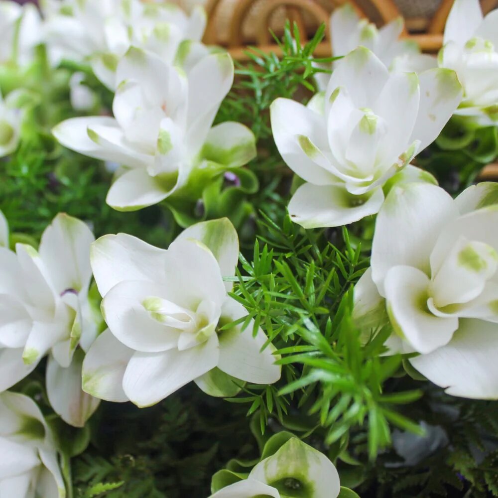 White Curcuma Flower Seeds Rare Blooming Plants Balcony and Patio Gardening Colorful