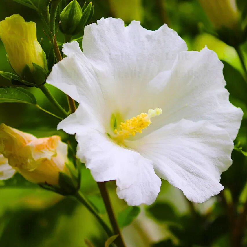 White Hibiscus Syriacus Flower Seeds - Heirloom Non GMO High Germination Garden Planting Seeds
