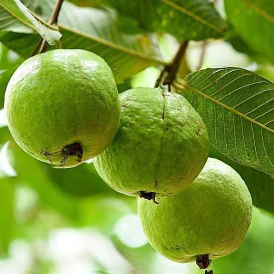 Thai White Guava Fruit Tropical Juicy Sweet Guavas For Fruit Seeds