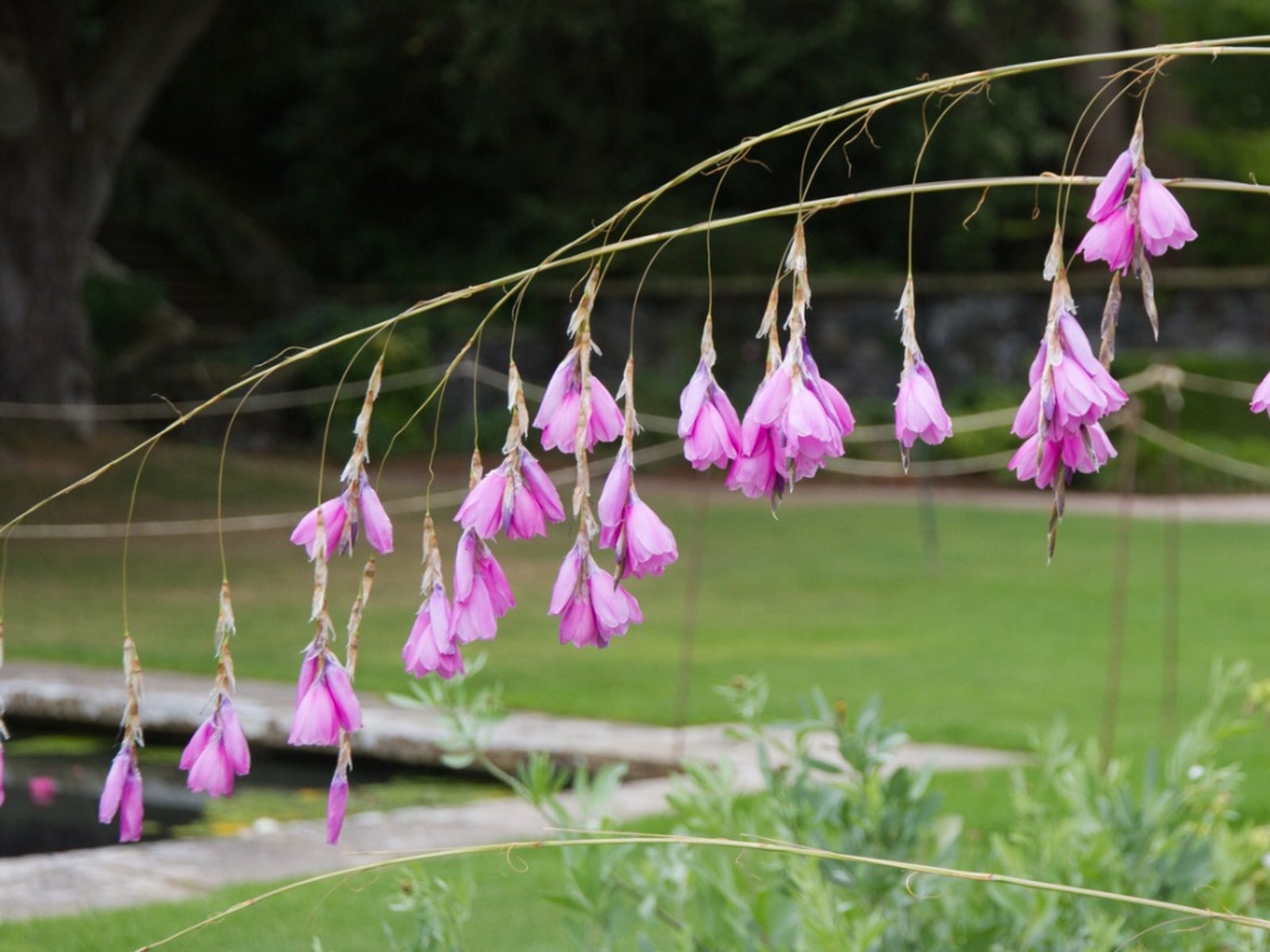 Dierama Pendulum Flower Seeds - Heirloom Non GMO High Germination Organic Garden Seeds for
