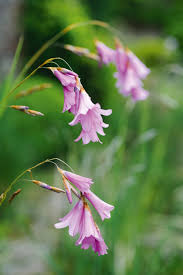 Dierama Pendulum Flower Seeds - Heirloom Non GMO High Germination Organic Garden Seeds for